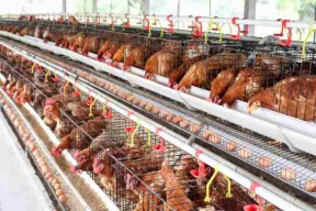 HMI Bojonegoro Dukung Program GAYATRI, Siap Kolaborasi dengan Pemkab
