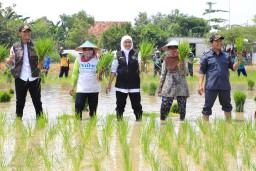 Khofifah : Kontribusi Laju Tanam Padi Jatim Terbesar di Indonesia