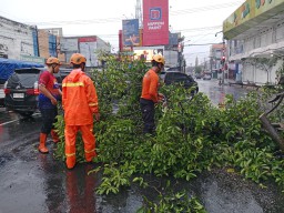 Pohon Tumbang Timpa Motor Pedagang Sayur Saat Berteduh di Pasar Tanjung Jember