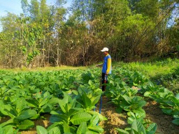 Hujan Terus Mengguyur, Petani Tembakau di Sampang Khawatir Gagal Panen
