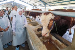 Jelang Idul Adha Stok Hewan Kurban di Jatim Surplus