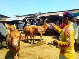 Jelang Idul Adha Harga Sapi di Sampang Melonjak