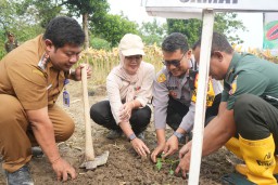 Pemkab Bojonegoro Dorong Kesejahteraan Petani Melalui Tanam Perdana Pepaya California dengan Kemitraan Swasta