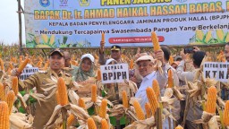 BPJPH Pastikan Jagung Rekayasa Genetik Lamongan Halal, Dukung Peningkatan Produksi Petani