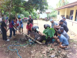 Tradisi Kurban Perantau Negeri Jiran di Pulau Bawean Kabupaten Gresik Kian Semarak