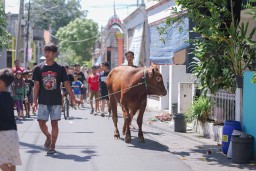 Freeport Indonesia Salurkan 35 Sapi Kurban untuk Warga di Sekitar Wilayah Operasional