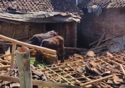 Nenek di Jember Tewas Tertimpa Atap Kandang
