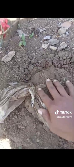 Geger Video Viral, Kain Kafan Jenazah Muncul ke Permukaan Makam di Jember