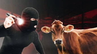 Aksi Pencurian Sapi di Sampang Terekam CCTV, Polisi Buru Pelaku