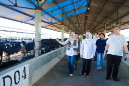 1.080 Sapi Perah Australia Tiba di Jatim, Gubernur Khofifah Optimistis Dongkrak Produksi Susu dan Ekonomi Lokal