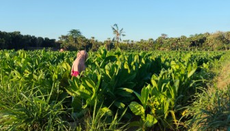 Harga Tembakau Anjlok, Petani Sumenep Terancam Rugi Besar di Musim Panen 2025