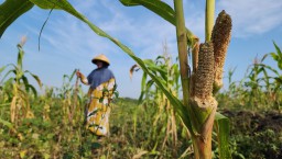 Diserang Hama Tikus, Petani Jagung dan Kacang di Bojonegoro Alami Gagal Panen