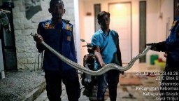 Ular Piton Dominasi Laporan Rescue Damkar Gresik Selama Juli 2025