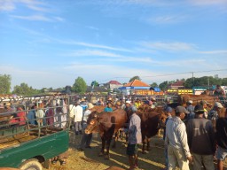 Anggaran Jumbo Jadi Kendala, Revitalisasi Pasar Hewan Sampang Tunggu Bantuan Pemprov Jatim