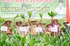 Hadapi Kemarau Basah, Lamongan Panen Raya Tembakau dengan Hasil Memuaskan