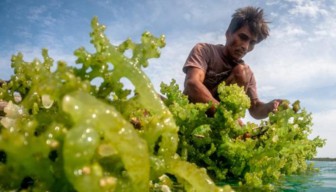Petani Rumput Laut Sumenep Terpuruk, Pemerintah Dinilai Lepas Tangan
