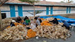 Limbah Jagung Tuban Jadi Listrik PLN, Petani Raup Untung Berkat Program Co-firing Biomassa