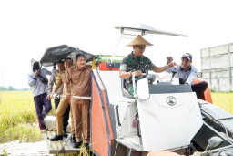 Kabupaten Lamongan Panen Raya MT III, 1.700 Hektare Sawah Kembangbahu Hasilkan Padi Berkualitas Unggul