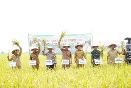 Kabupaten Lamongan Raih Peringkat Pertama Produksi Padi Se-Jawa Timur, Tembus 904 Ribu Ton GKG