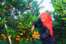 Panen Jeruk Siam Madu di Pasuruan, Gubernur Khofifah Dorong Pengembangan Desa Wisata