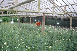 Electrifying Agriculture PLN Tingkatkan Produktivitas Petani Bunga Krisan di Tomohon, Panen Melonjak Tiga Kali Lipat