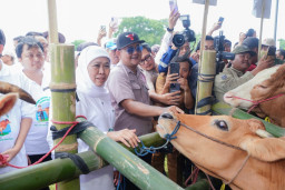 Pemprov Jatim Gelar Gerakan Serentak Inseminasi Buatan, Gubernur Khofifah Targetkan Swasembada Daging 2029