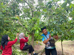 Kebun Alpukat Wonocolo Jadi Primadona Wisata Agro di Bojonegoro