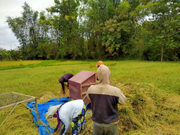 Produksi Beras 2025 di Sampang Meningkat, Perluasan Lahan Tanam Jadi Kunci