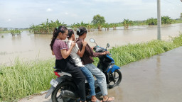 Luapan Kali Lamong Rendam Sejumlah Desa di Kabupaten Gresik, Ratusan Hektare Sawah Tergenang