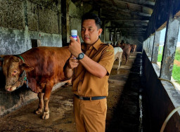 Dispertan Gresik Pastikan Stok Ternak Aman dan Sehat Jelang Natal dan Tahun Baru 2026