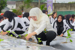 Gubernur Khofifah Pimpin Penanaman, Penaburan Benih Serta Panen Bersama di Kediri