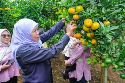 Jatim Jadi Sentra Produksi Jeruk Tertinggi Nasional