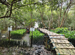 Perkuat Pelestarian Pesisir, TPS Kembangkan Pembibitan Mangrove Adaptif Hadapi Tantangan Abrasi