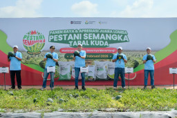 Lewat Lomba Pestani, Petrokimia Gresik Stimulasi Produktivitas Semangka di Tapal Kuda Saat Musim Hujan