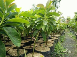 Pemkab Bojonegoro Buka Bantuan Bibit Alpukat dan Jambu Mete Gratis untuk Poktan Desa Hutan