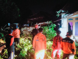 Bencana Angin Kencang Terjang Camplong Sampang: Puluhan Pohon Tumbang, Satu Warga Meninggal Dunia