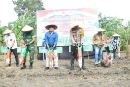 Polres Gresik Bersama Forkopimda Tanam Jagung 1,2 Hektare di Kebomas, Dukung Swasembada Pangan Nasional