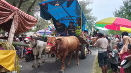 Meriah! 36 Pegon Ditarik Sapi Arak Tradisi Lebaran Ketupat Jember Hingga Watu Ulo