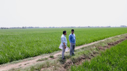 Lahan Sawah di Indramayu Diusulkan Jadi Kawasan Industri, Menteri Nusron Pastikan Tidak Masuk LSD
