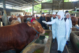 Tinjau Peternakan di Nganjuk, Gubernur Khofifah Pastikan Stok Hewan Kurban Jatim Surplus dan Bebas Penyakit