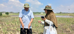 Petani Bojonegoro Naik Kelas, Kembangkan Varietas Padi Lokal Secara Mandiri