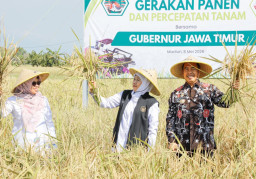 Pimpin Panen di Madiun, Gubernur Khofifah Targetkan Jatim Ekspor Beras ke Pasar Global