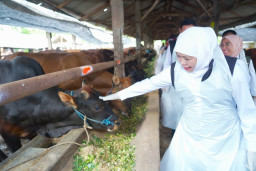 Jelang Iduladha, Gubernur Khofifah Pastikan Stok Hewan Kurban Jawa Timur Melimpah dan Sehat