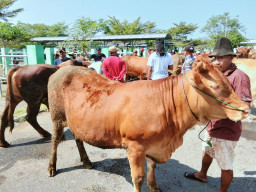 Makin Dekat Iduladha, Harga Sapi di Bojonegoro Merangkak Naik