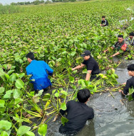 Ketua DPRD Gresik dan Kader PMII Turun Bersihkan Eceng Gondok di Saluran Irigasi Tebalo