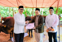 Petrokimia Gresik Salurkan 187 Hewan Kurban untuk Masyarakat, Nilainya Capai Rp1,8 Miliar
