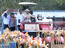 Prabowo Pimpin Panen Raya Jagung Nasional di Tuban, Resmikan Gudang Pangan dan SPPG Polri