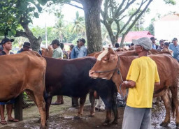 Disnakan Bojonegoro Turun Tangan Cek Kesehatan Hewan Kurban