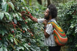 Dari Pegunungan Papua, Aroma Kopi Tiom Tembus Pasar Nasional Lewat Program PLN Peduli