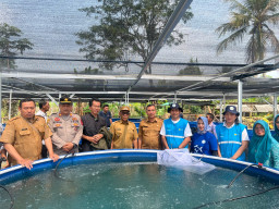PLN Kembangkan Budidaya Nila Bioflok di Bogor, Perkuat Ekonomi Warga Desa Situ Udik